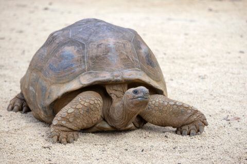 Giant turtles, dipsochelys gigantea in tropical island mauritius